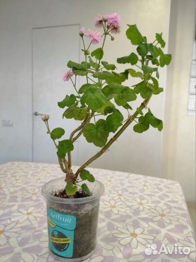 Пеларгония герань