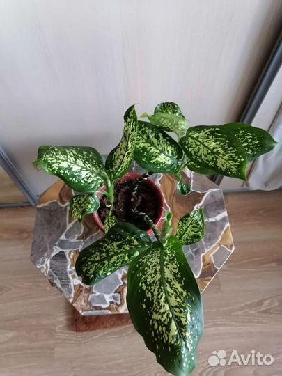 Дифенбахия сублим