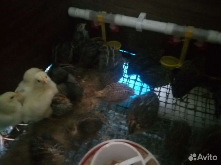 Куры цыплята