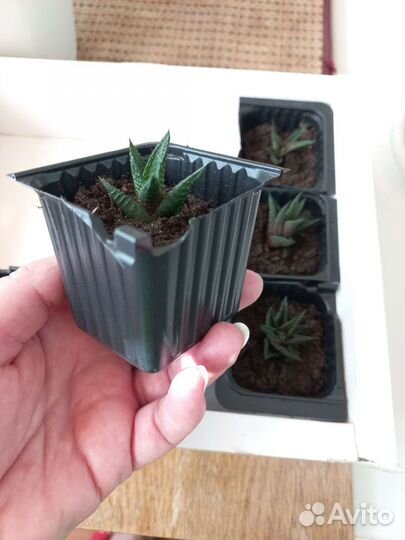 Суккуленты малыши