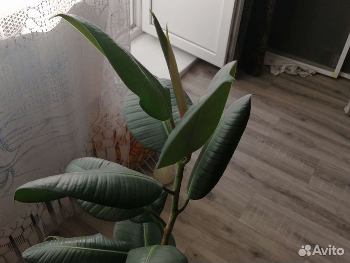 Фикус