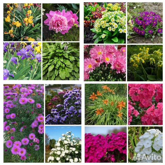 Пион ирисы хоста примула многолетники