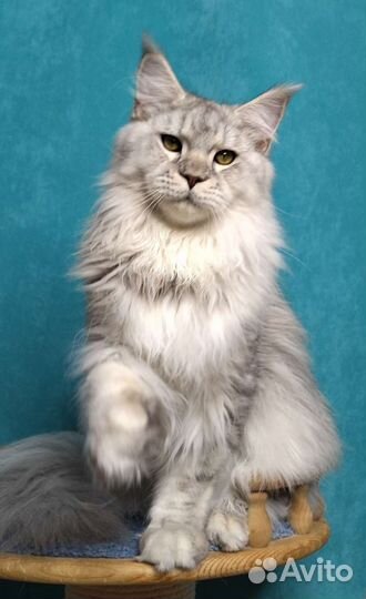 Котята Мейн-кун