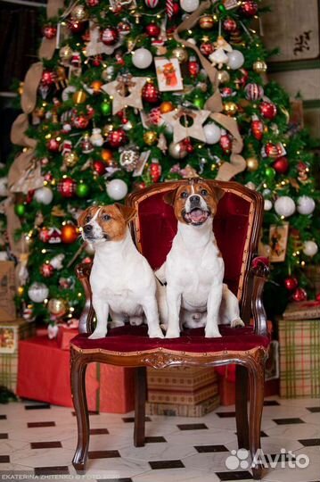 Джек рассел терьер кобели для вязок