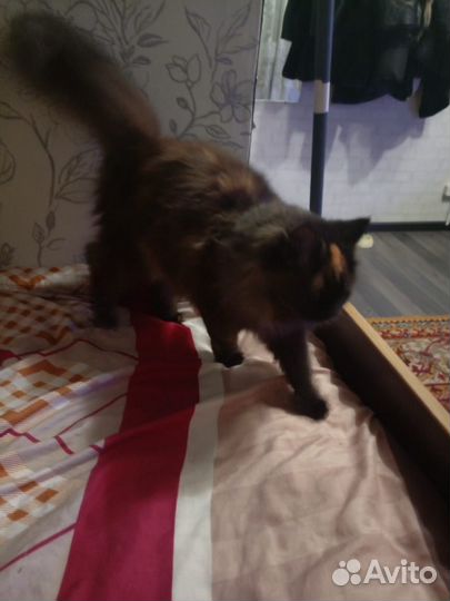 Отдам котенка девочку в добрые руки