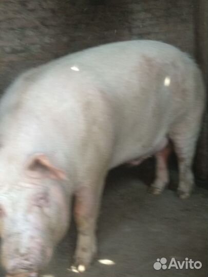 Хряк на племя