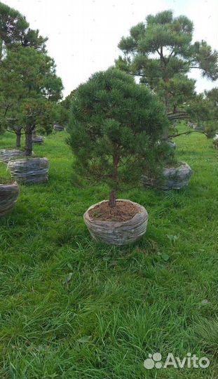 Пихта Корейская