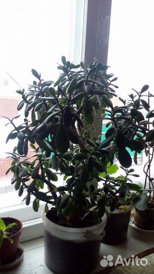 Денежное дерево