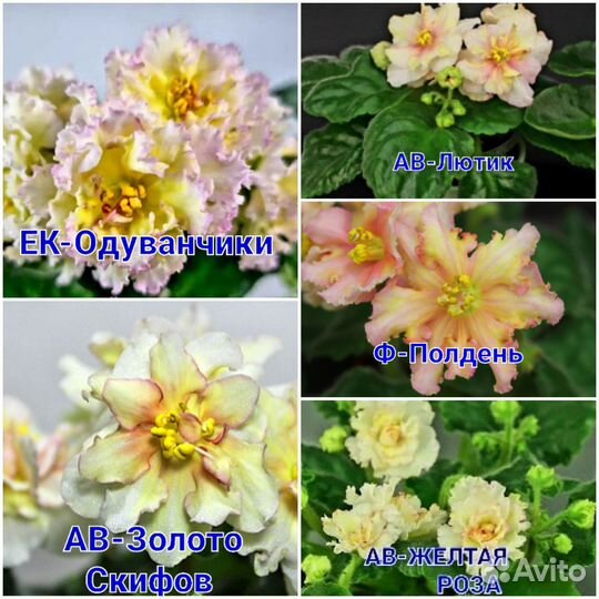 Фиалки жёлтых и красных сортов