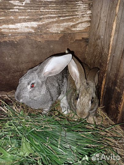 Кролики мясных пород