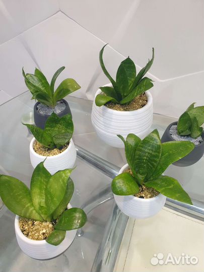 Сансевиерия в горшках