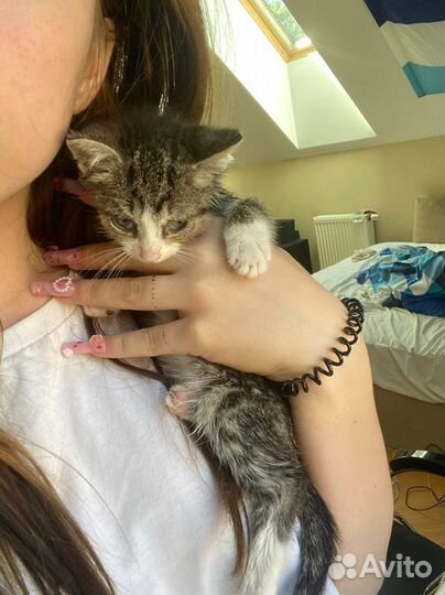 Котята в добрые руки 1 месяц