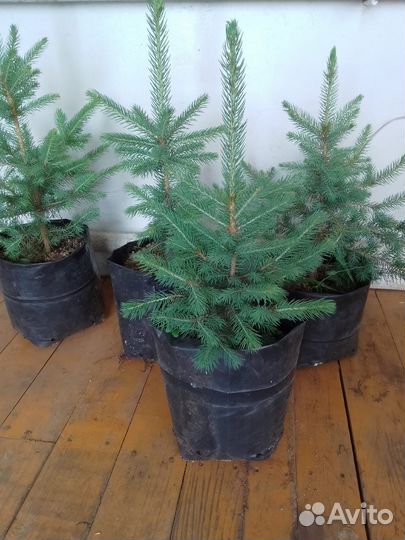 Саженцы ель голубая
