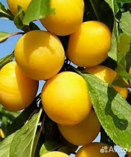 Слива Утро / Саженец сливы