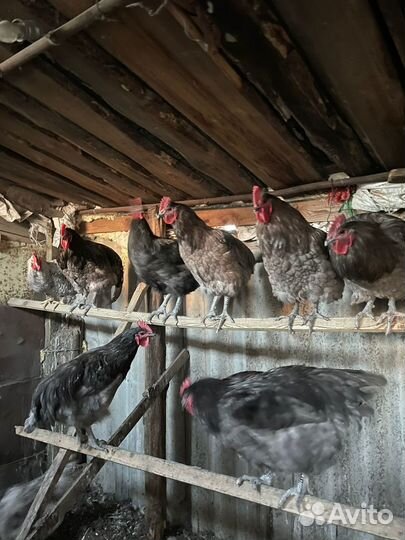 Петух джерсийский гигант