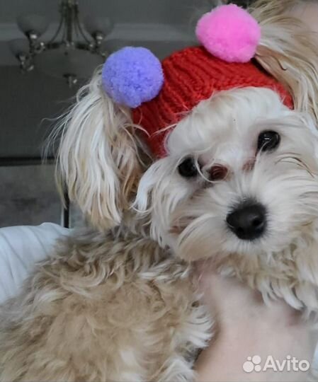 Вязаная одежда для собачек