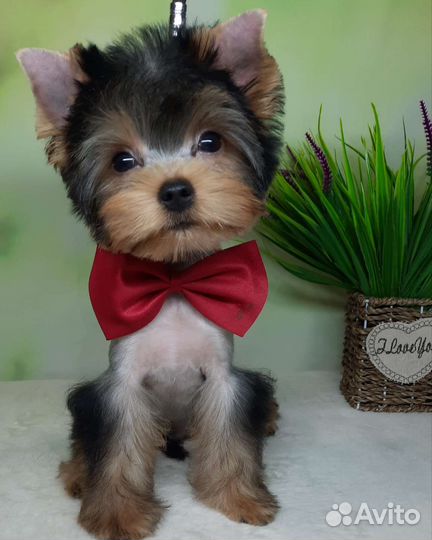 Мальчик йорк