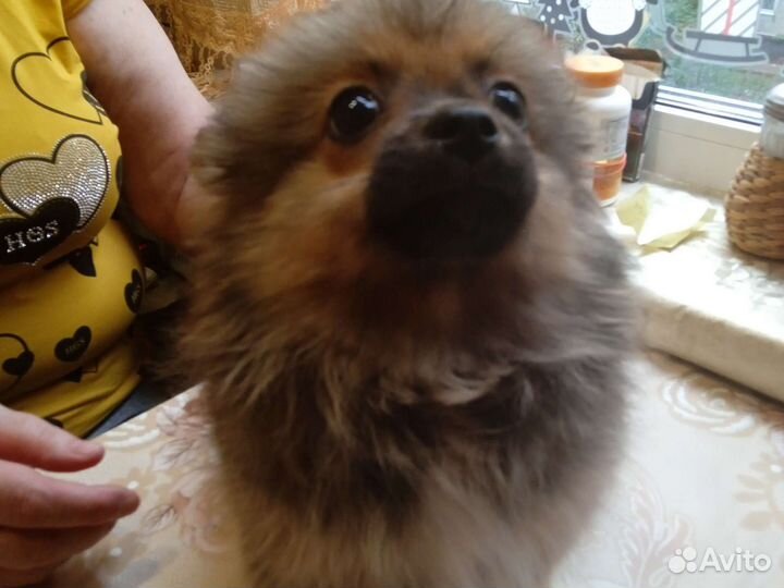 Малый немецкий шпиц щенки