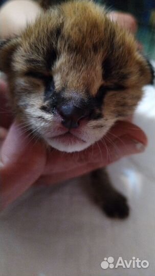 Котята саванна