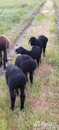 Продажа баранчик в, производители, кучкары