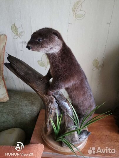 Чучело животного норки