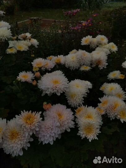Хризантемы
