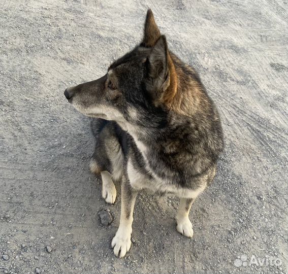 Собака в добрые руки отдам бесплатно