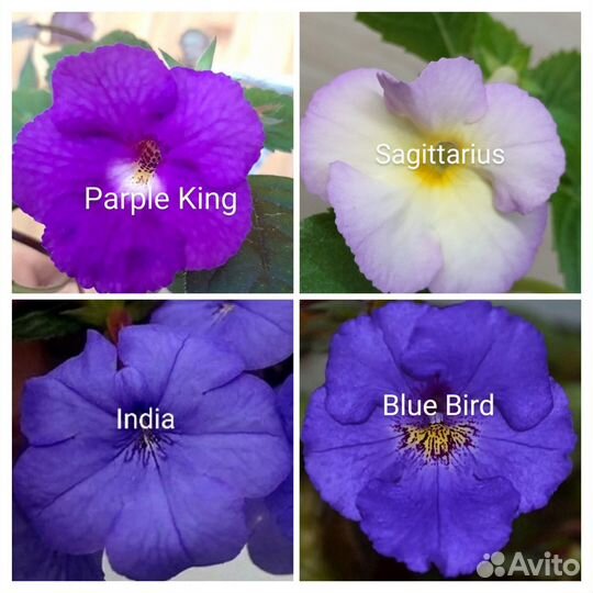 Ахименесы и ахтимианты