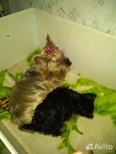 Вещи пакетом