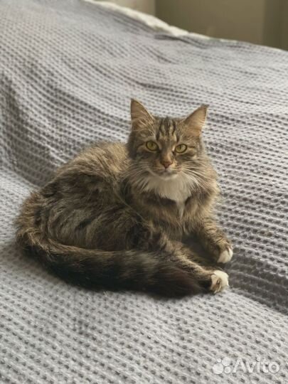 Кошечка для счастья и мурчанья