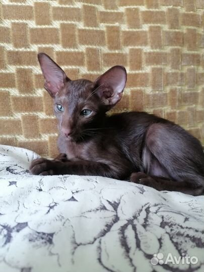 Ориентальные котята