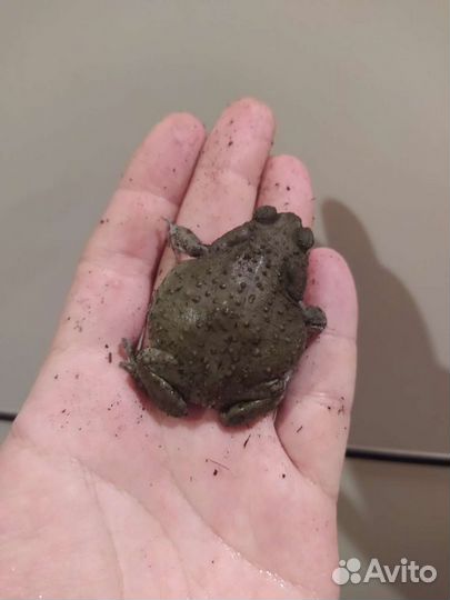 Жаба колорадская