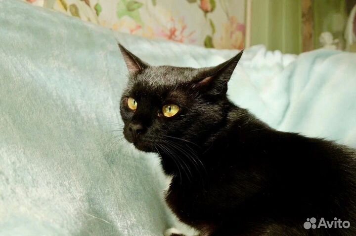 Мурлыка – очарование классики в добрые руки