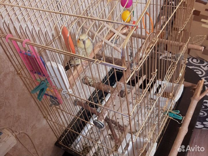 Попугай корелла