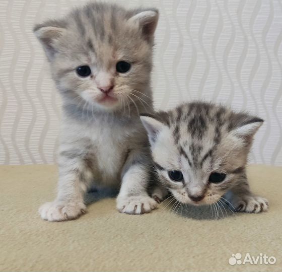 Шотландские котята