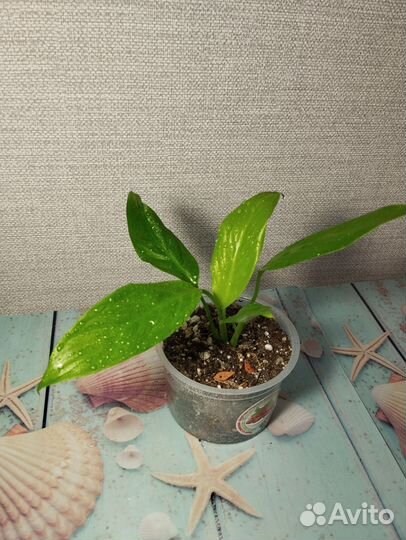 Спатифиллум лемон глоу