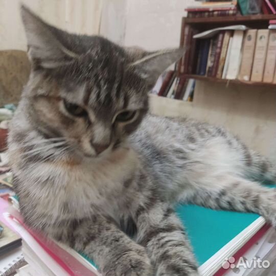 Кошка в добрые руки