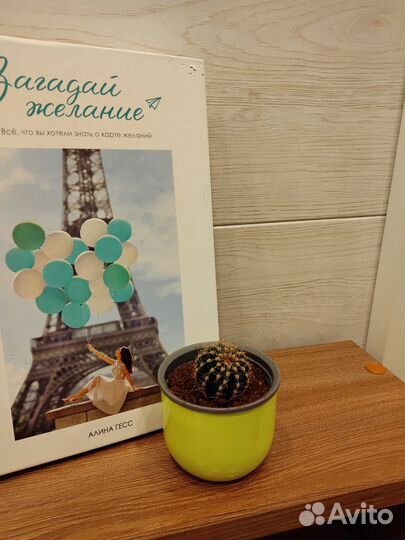 Детеныши кактуса