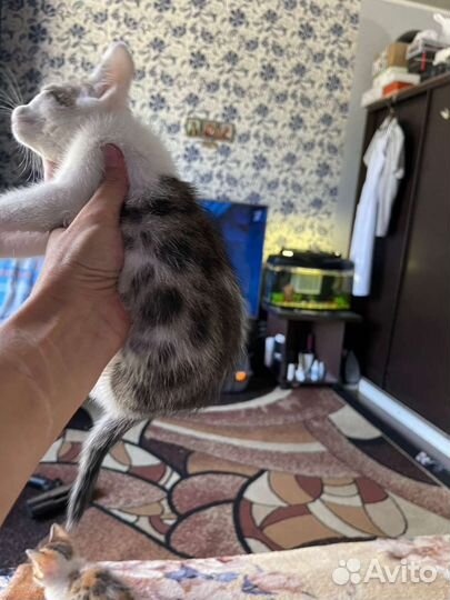 Бенгальская