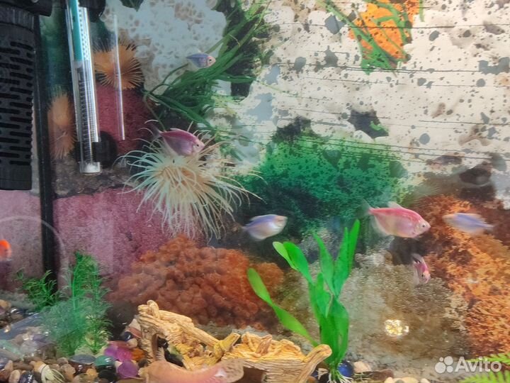 Аквариум с рыбками бу