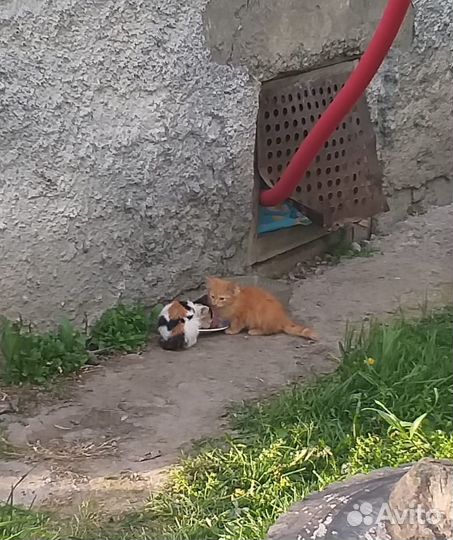 Милые пушистики котята