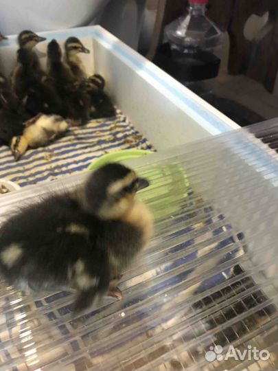 Утята бегунок