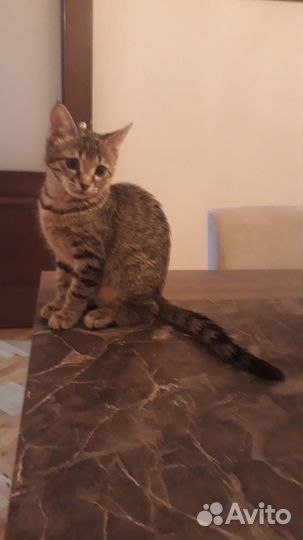 Отдам бесплатно котёнка-девочку