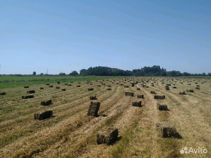 Сено в тюка разнотравье, люцерну