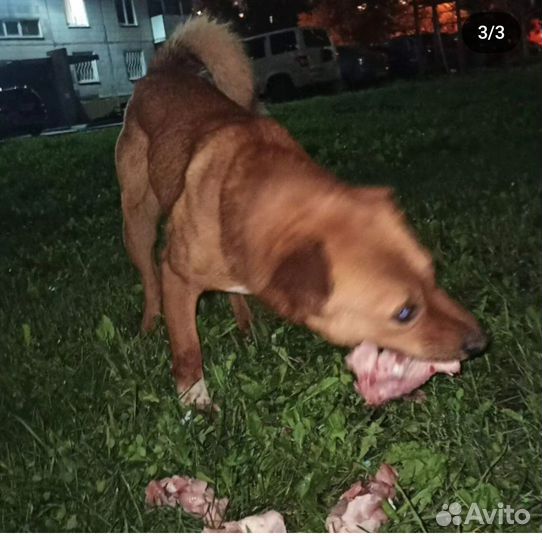 Молодой пес