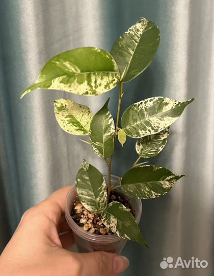 Сортовые фикусы 2