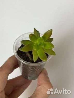 Суккуленты, эхиверия