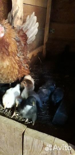 Утята,цыплята,кролики