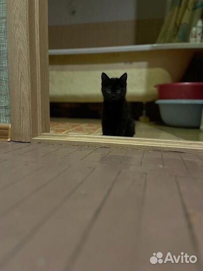 Отдаю в добрые руки маленькую чёрненькую кошечку)