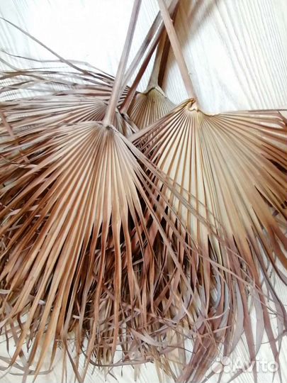 Листья пальмы